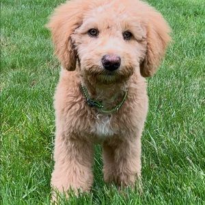 Meet your Posher, Benjamin j